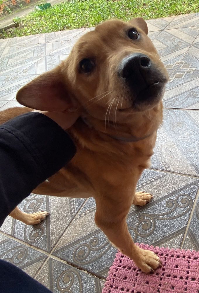 Pipoca