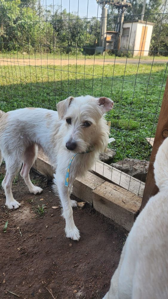 Cão