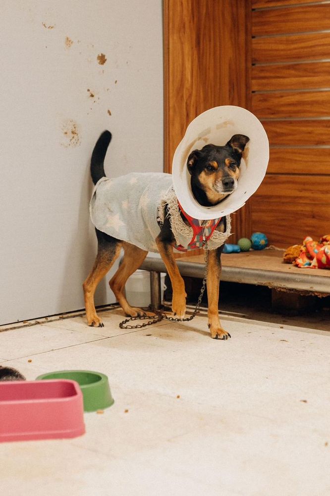 Cão