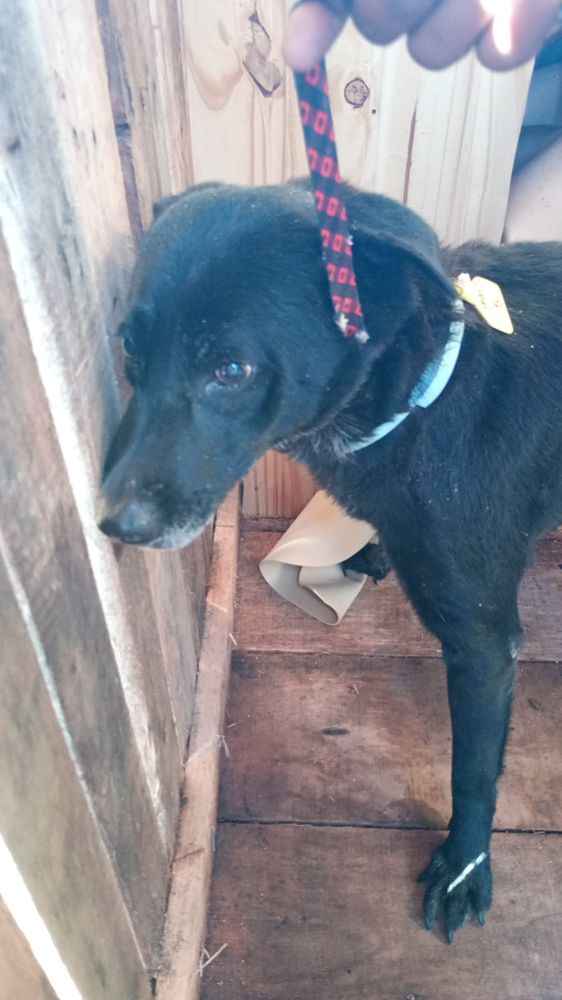 Cão
