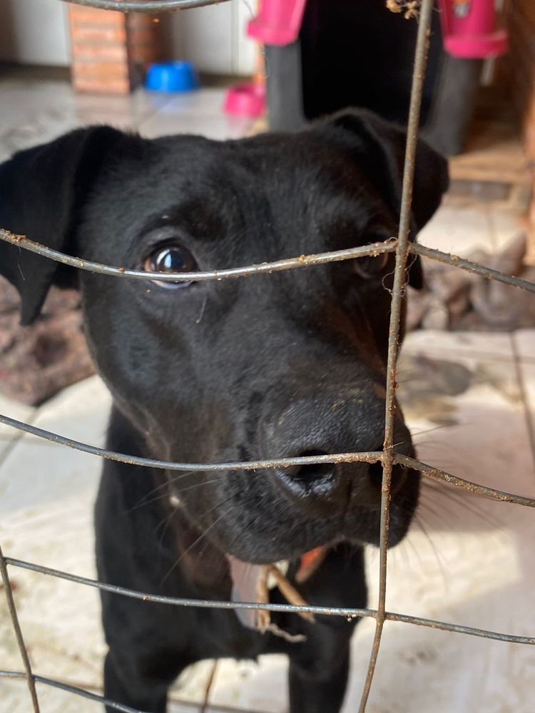 Cão