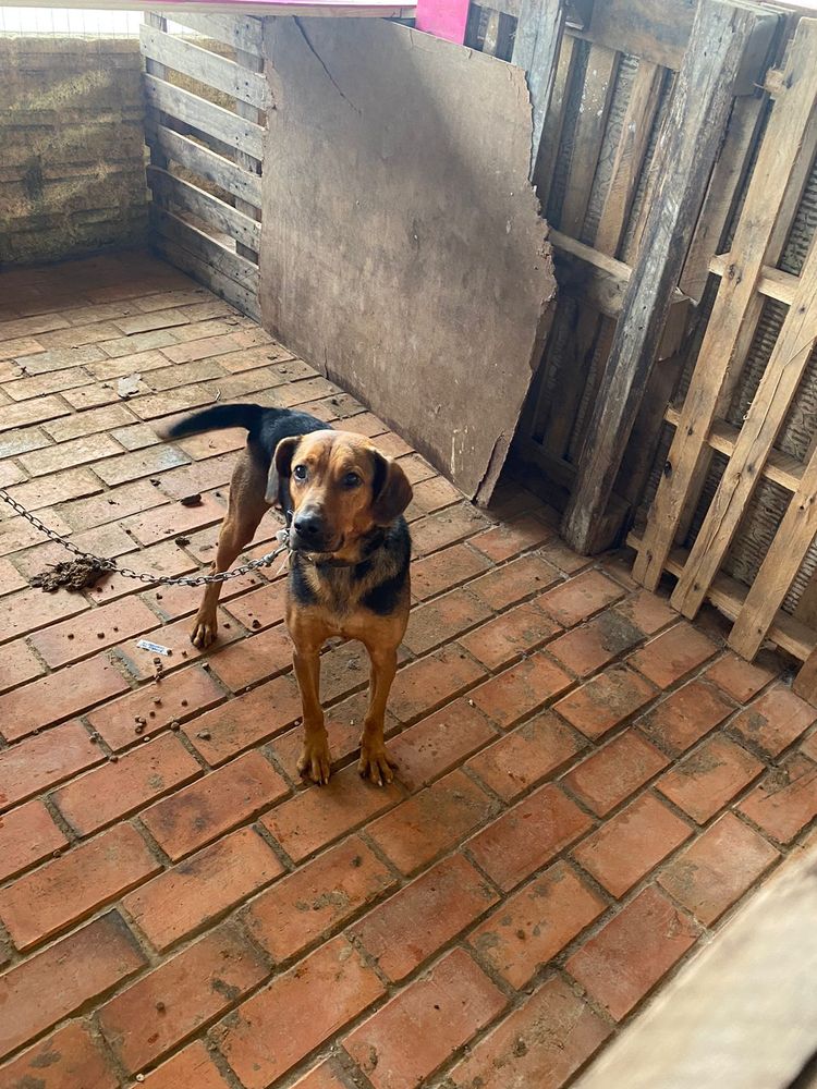 Cão