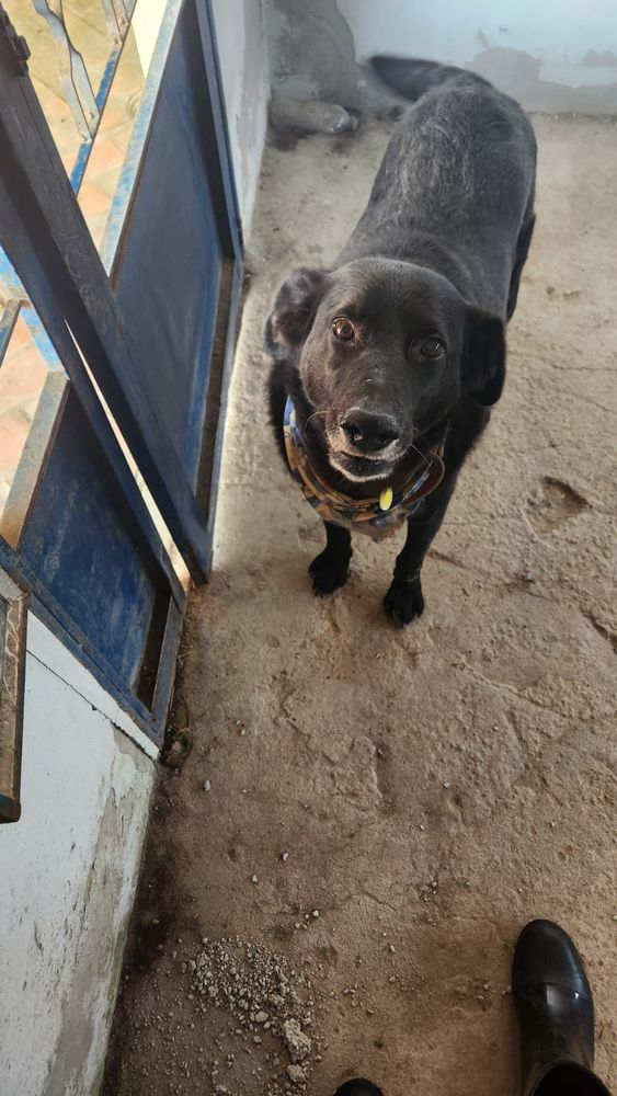 Cão