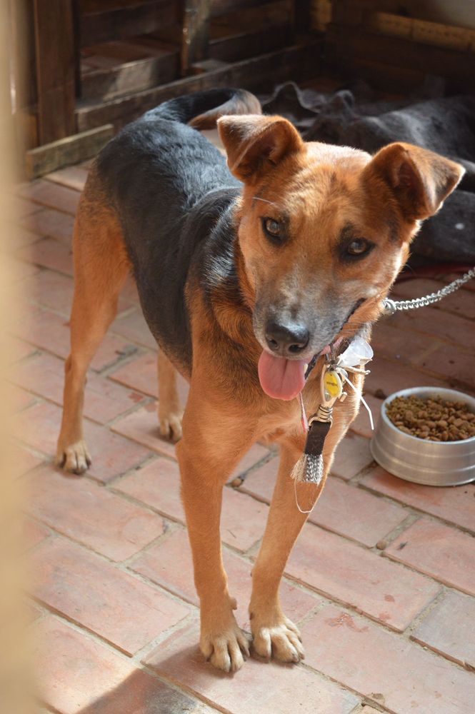 Cão