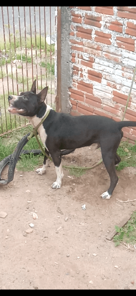 Guri