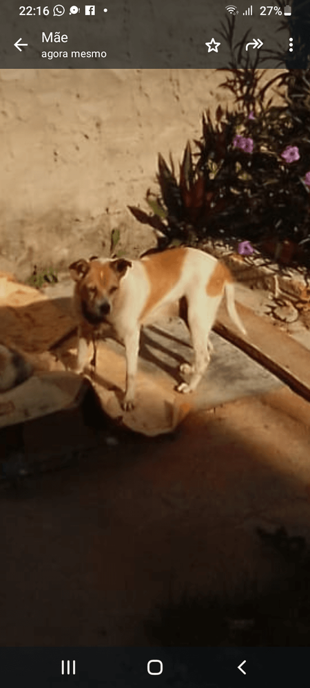 Doli