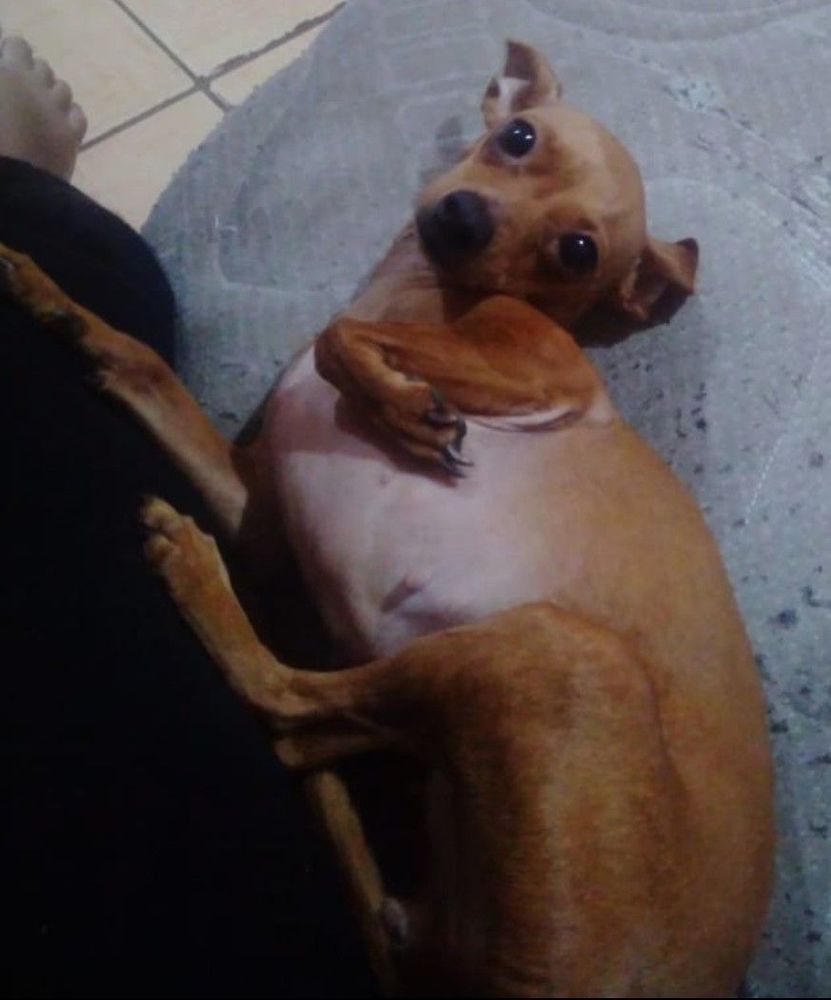 Chumpincha