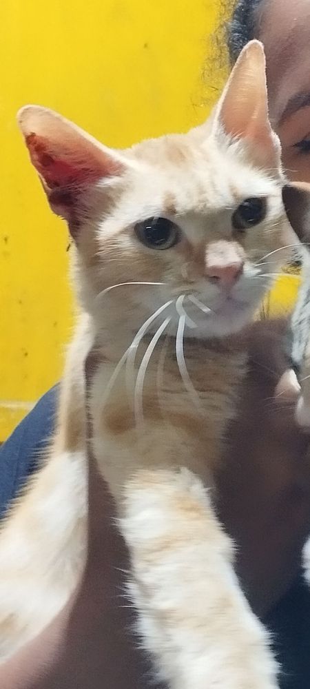 Lelê