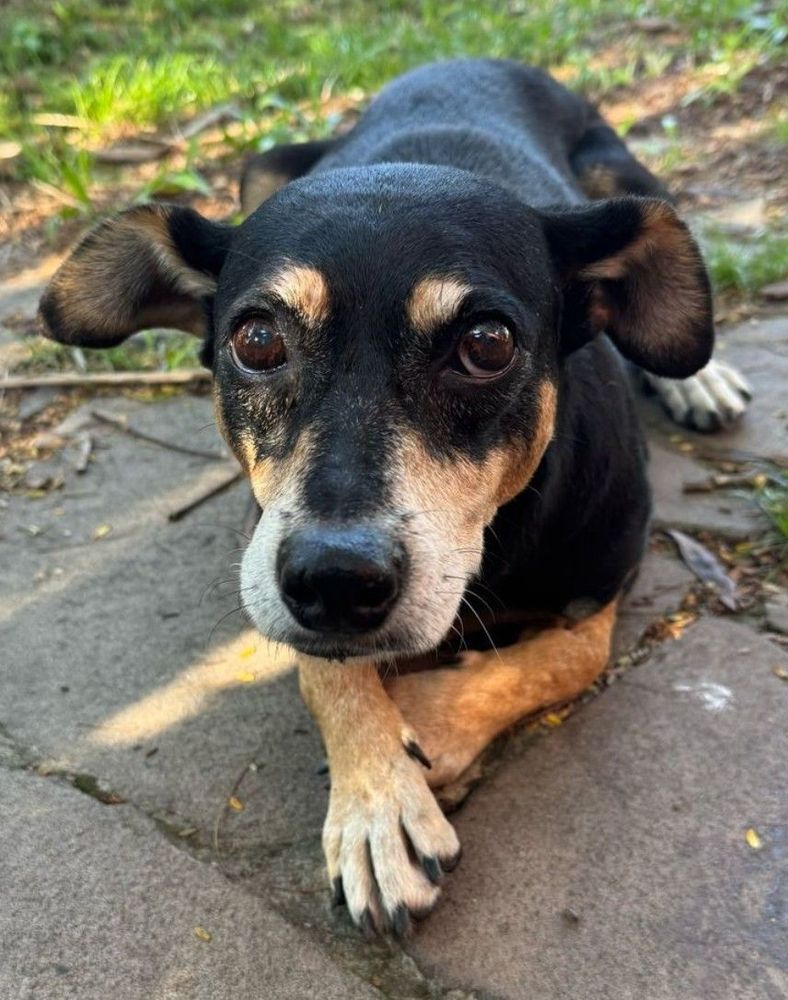 Cão