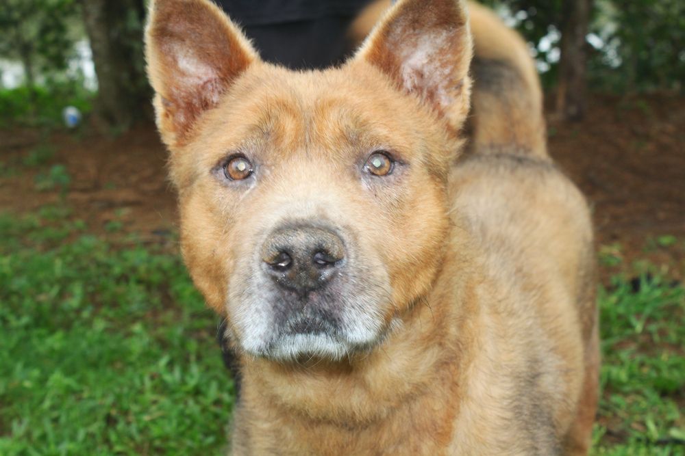 Cão