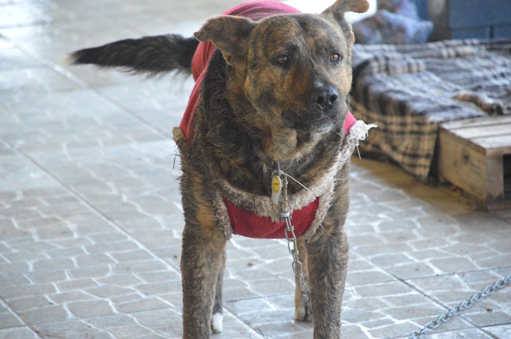Cão