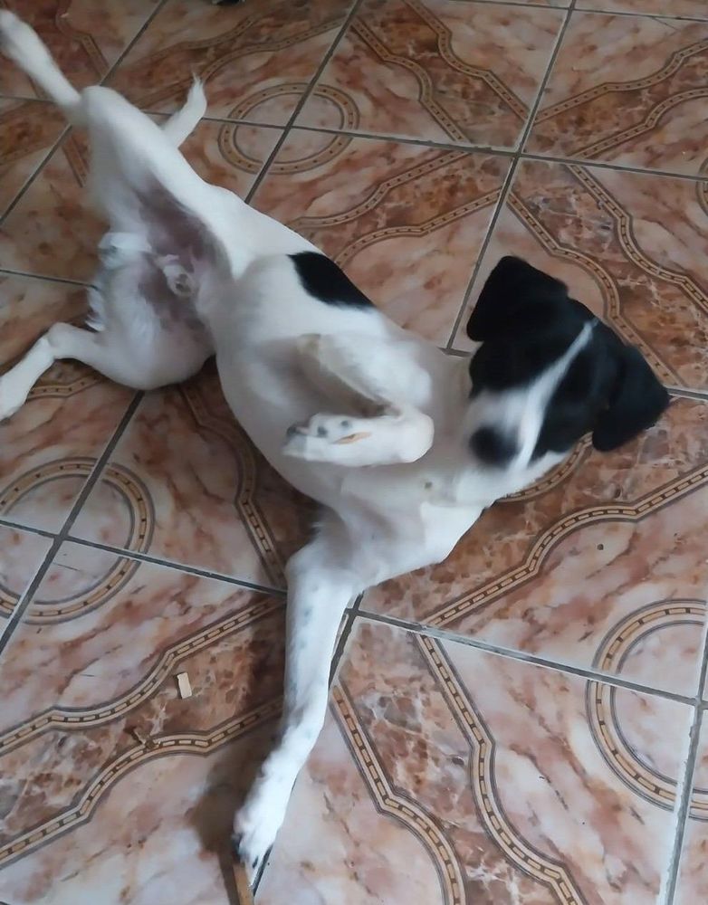 TIKINHO