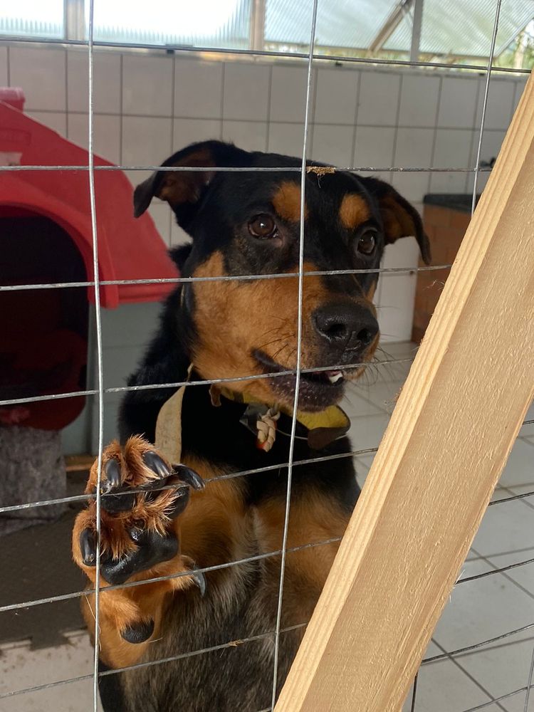 Cão