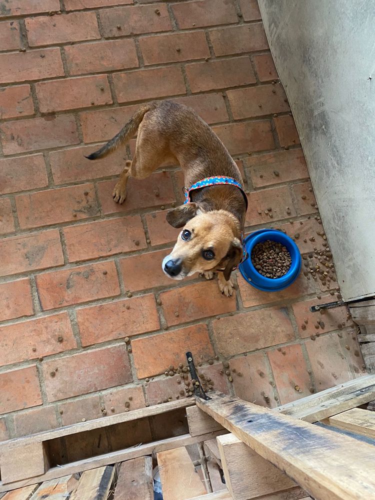Cão