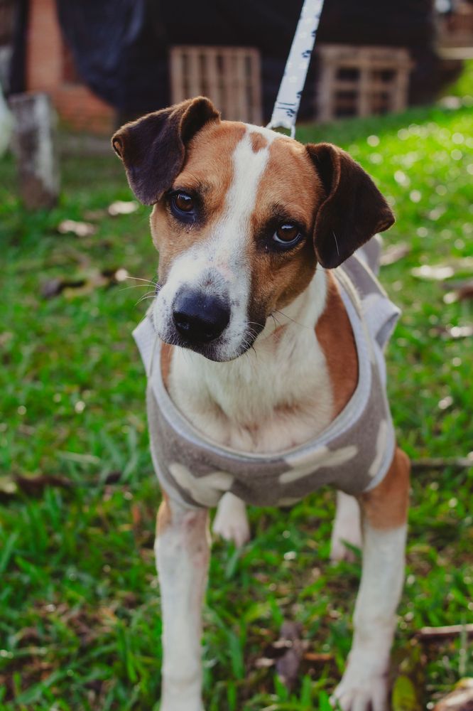 Cão