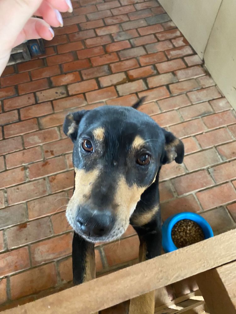 Cão
