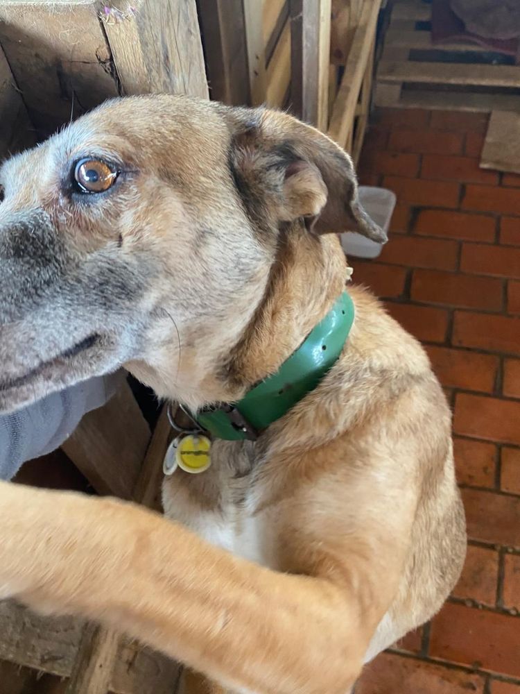 Cão