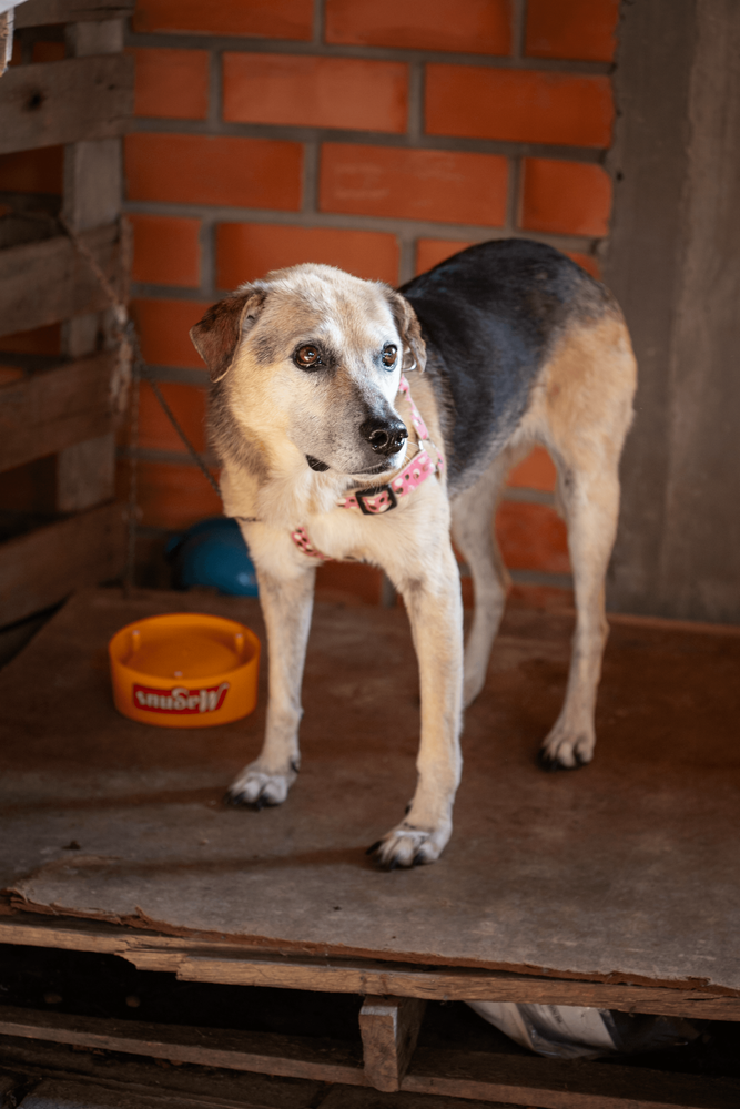 Cão