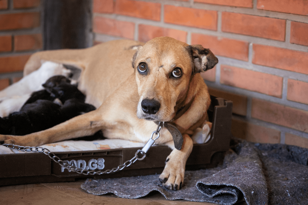 Cão