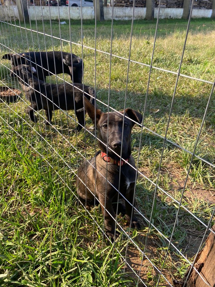 Cão