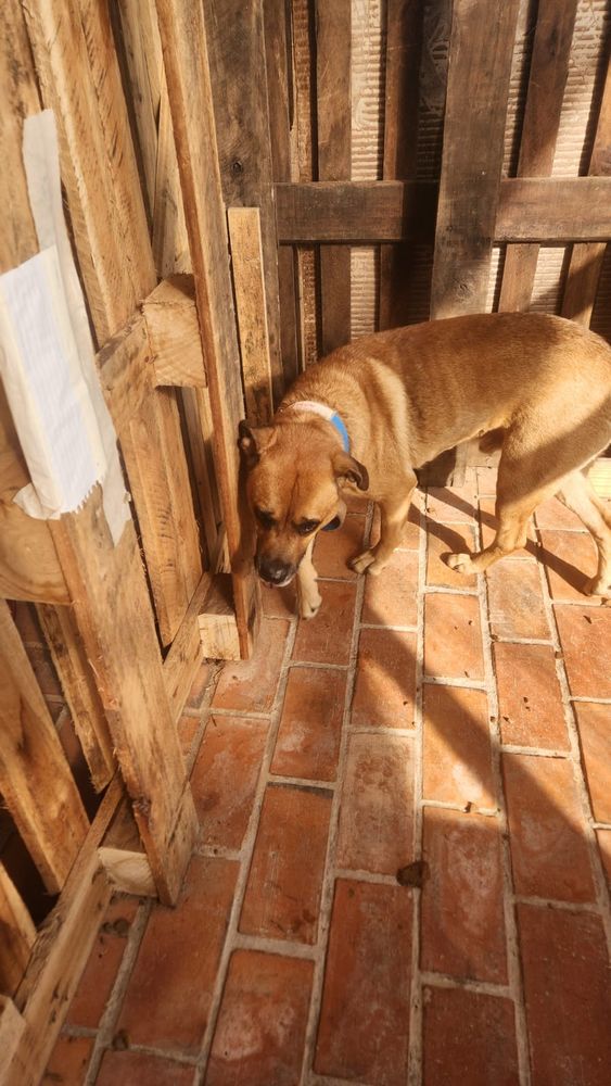 Cão