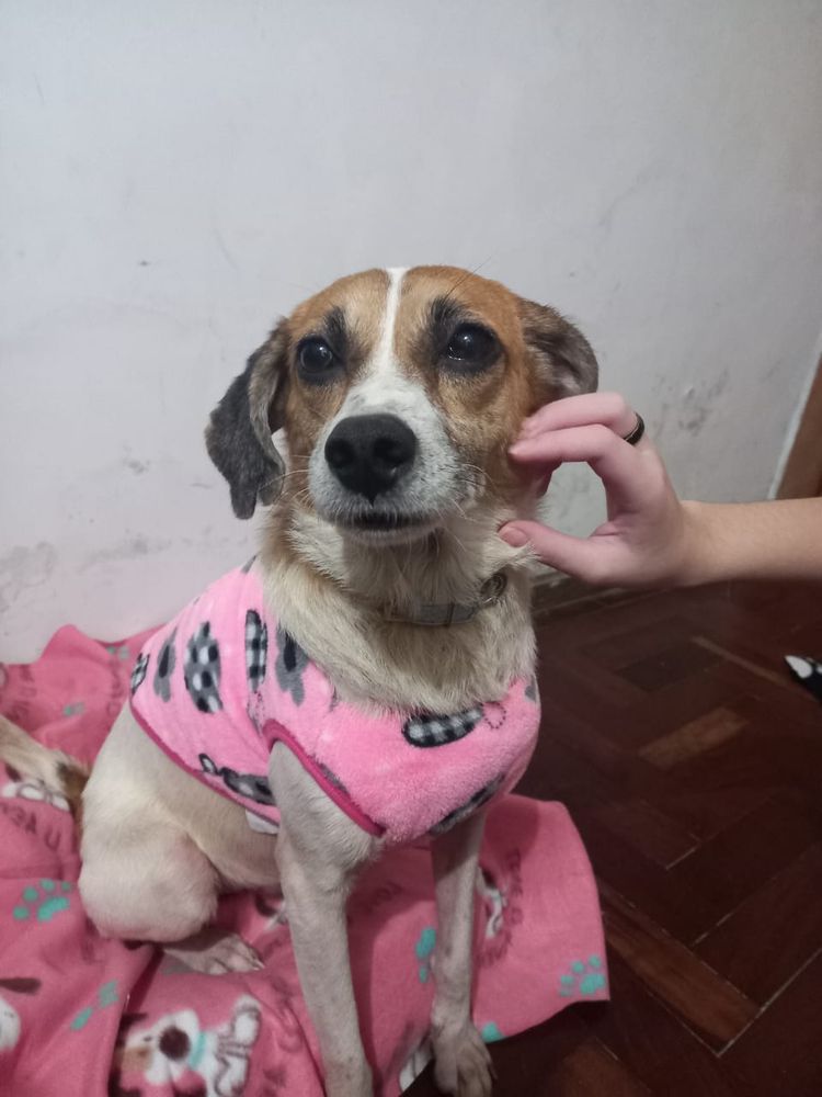 Cão