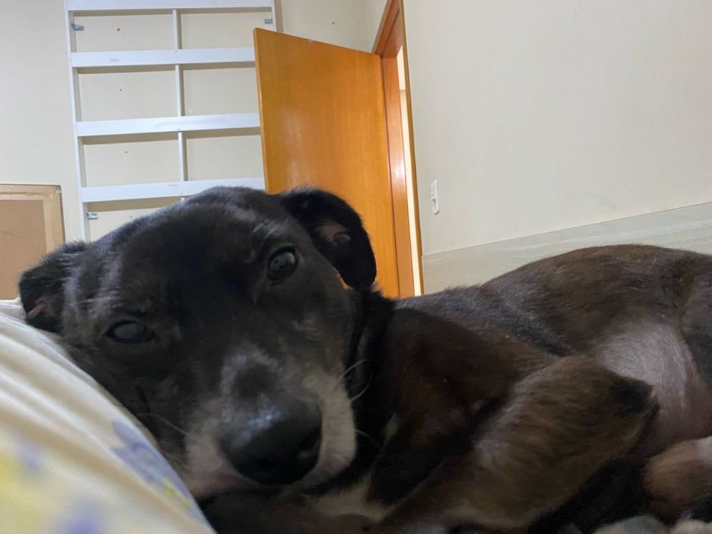 Cão