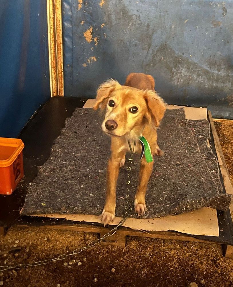 Cão