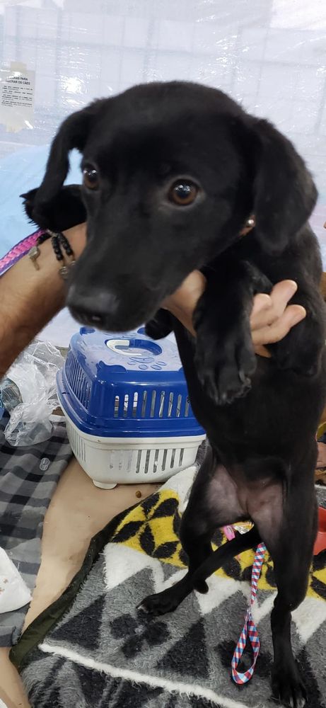 Cão
