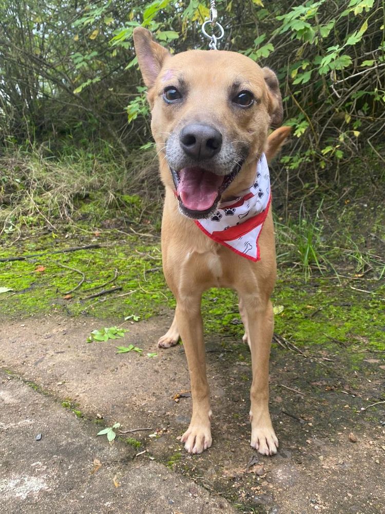 Cão