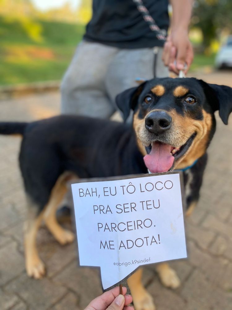 Cão