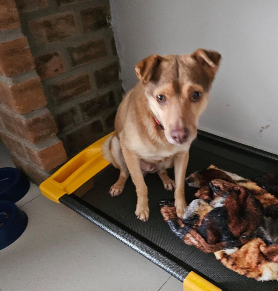 Cão