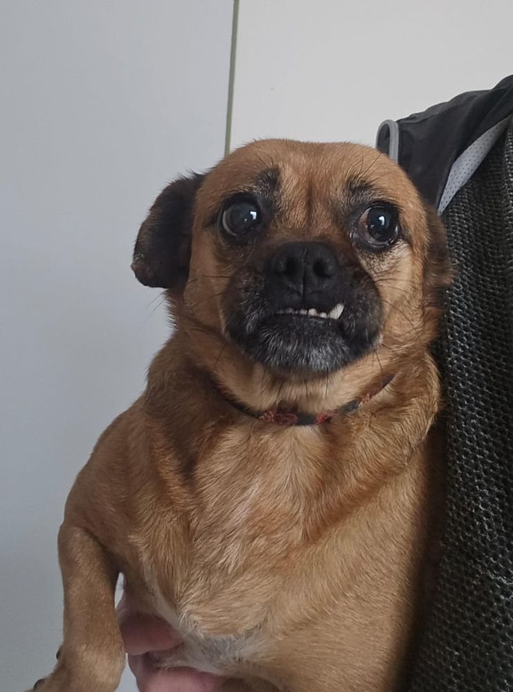 Cão