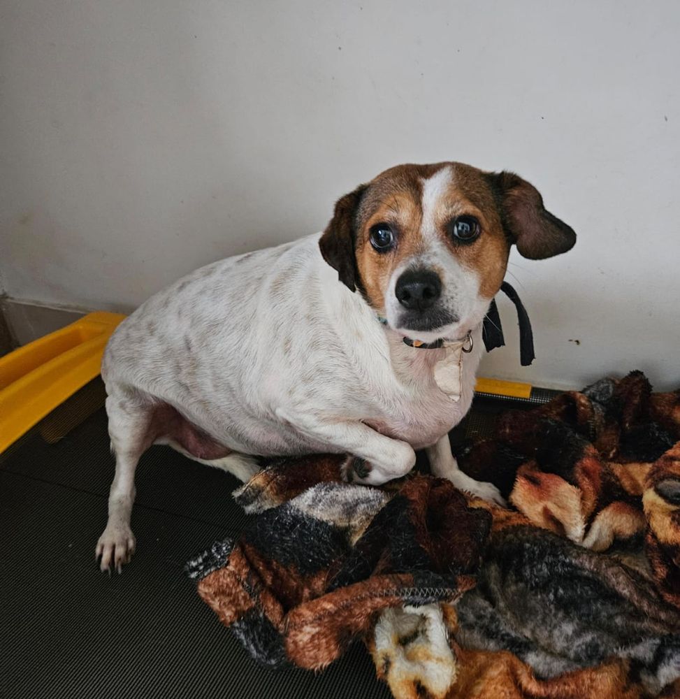 Cão