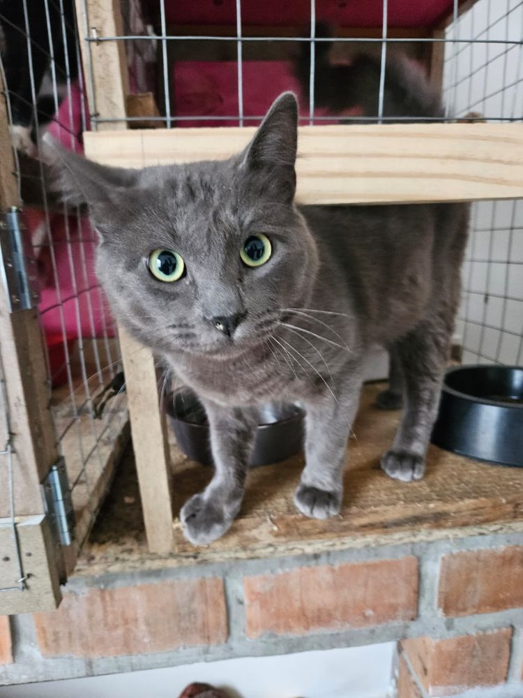 Gato