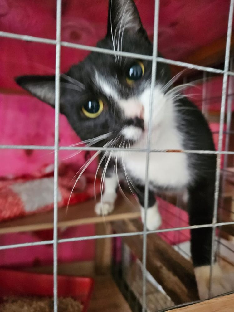 Gato