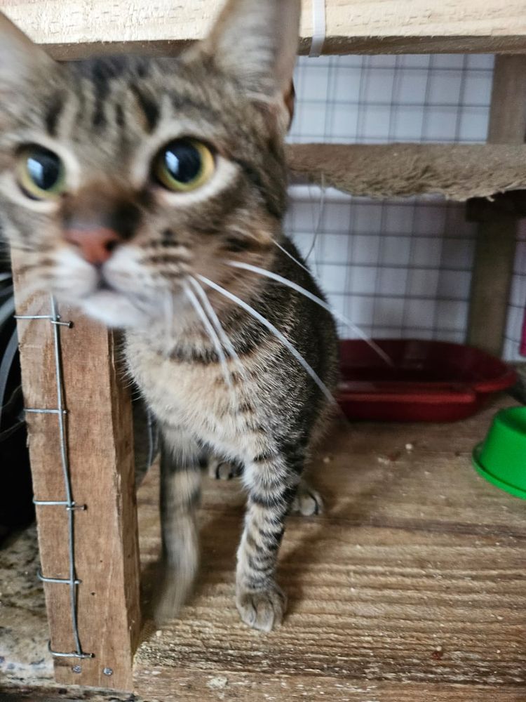 Gato