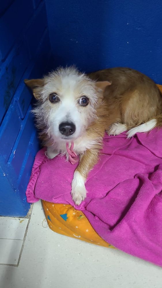 Cão