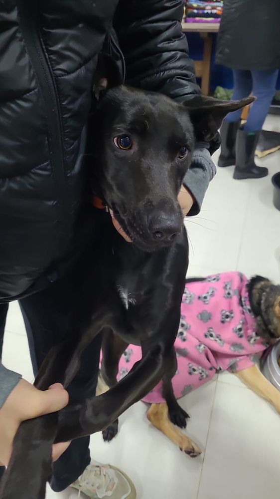 Cão