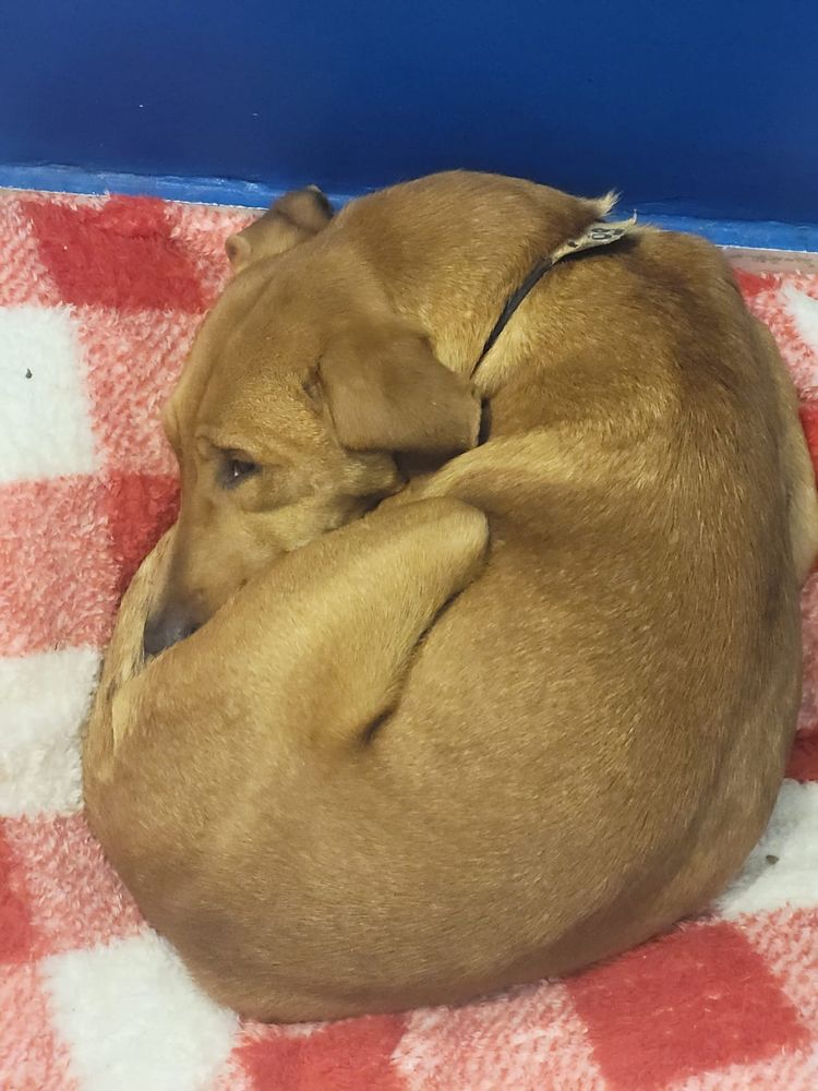 Cão