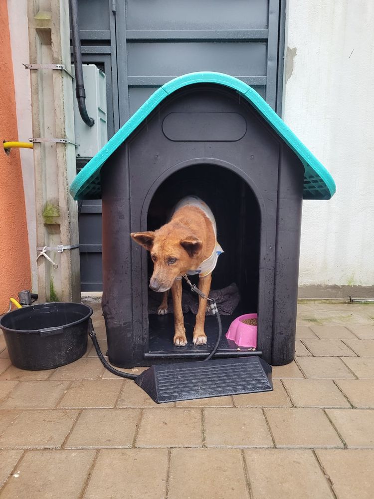 Cão