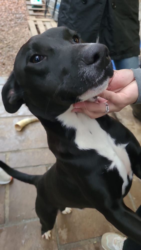 Cão