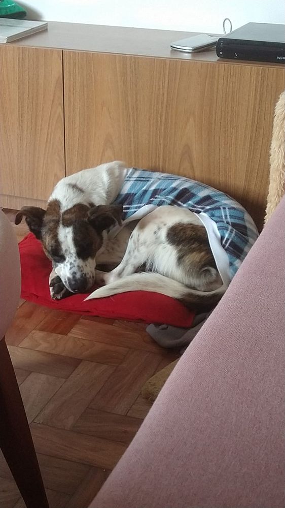 Cão
