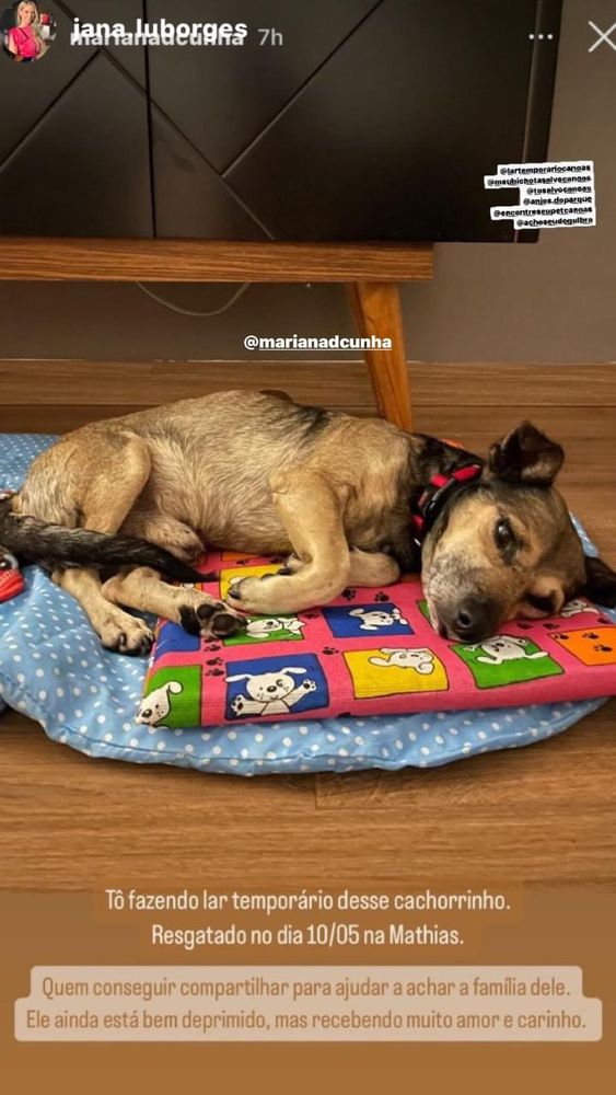 Cão