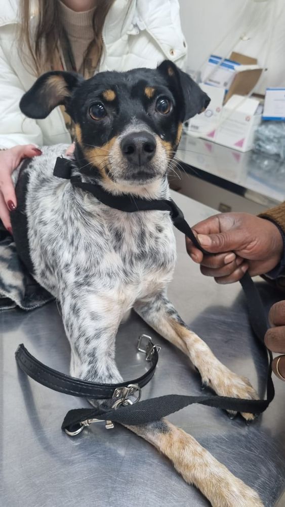 Cão