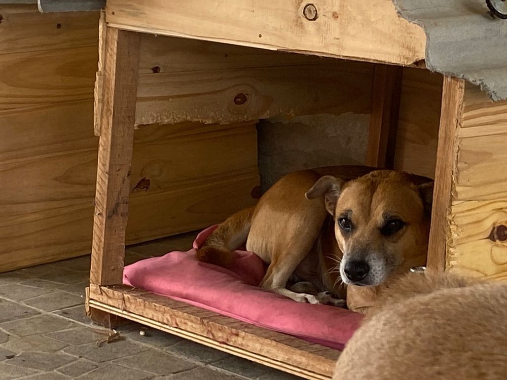 Cão