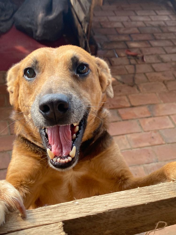 Cão