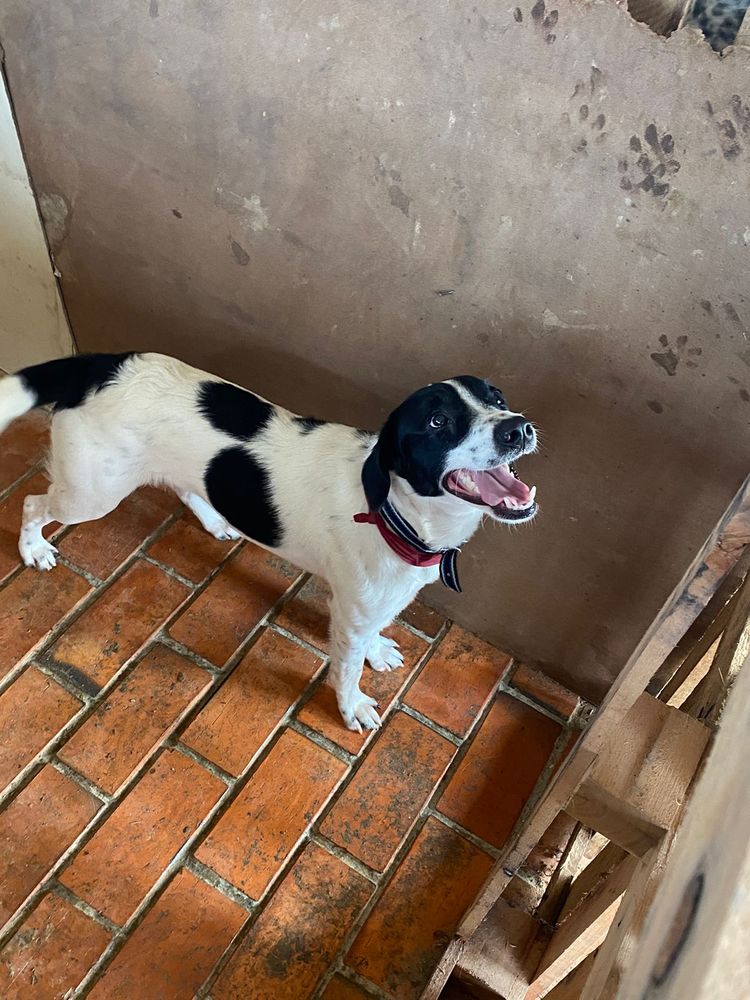 Cão