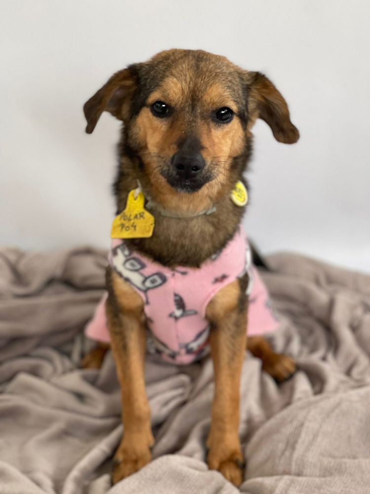 Cão