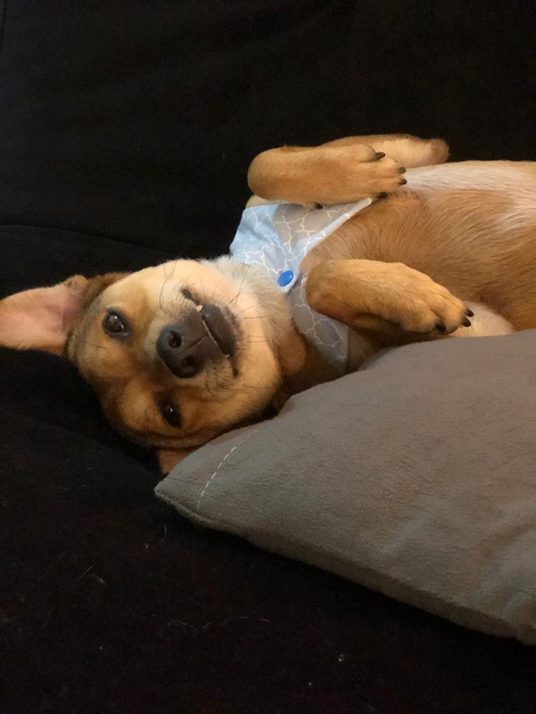 Cão